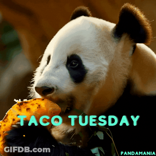 Wonderful Taco Tuesday Chubby Panda GIF