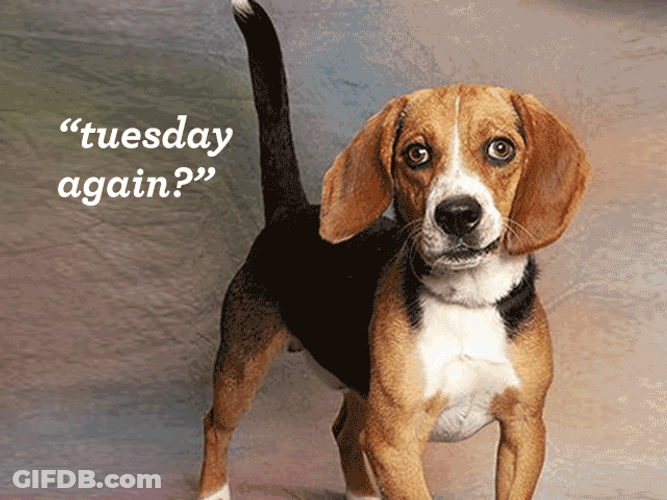 Wonderful Tuesday Cute Puppy GIF