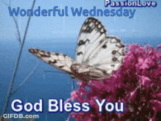 Wonderful Wednesday God Bless You Butterfly GIF