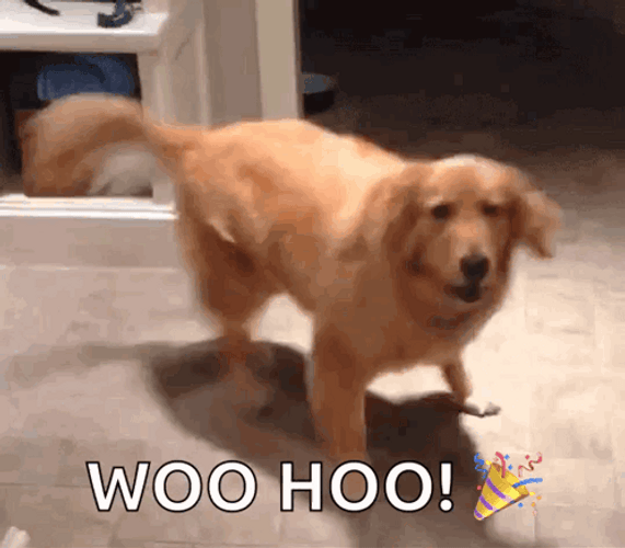Woo Hoo Dog Dancing Turning Around GIF