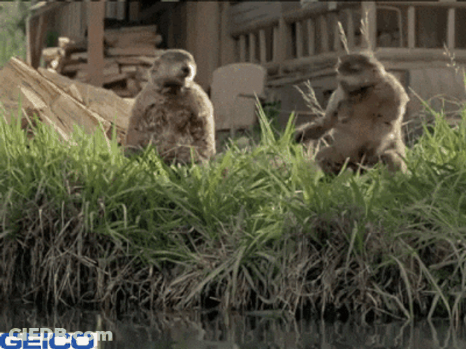 Wood Chuck Throw Animation GIF
