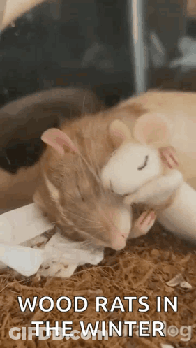 Wood Rats In Winter GIF