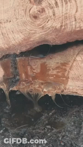 Wood With Water Drops GIF
