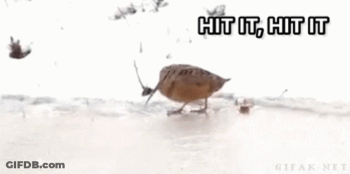 Woodcock Bird GIF