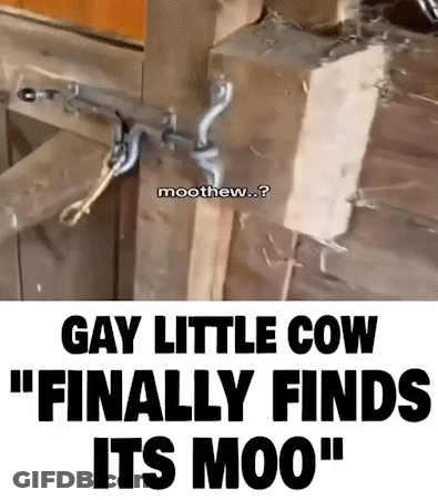 Wooden Fence Gay Little Cow Finally Finds Its Moo GIF