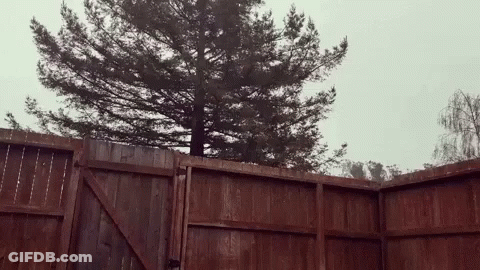 Wooden Fence With Pine Tree GIF