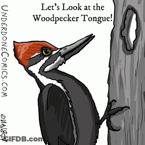 Woodpecker Let's Look At The Woodpecker Tongue GIF