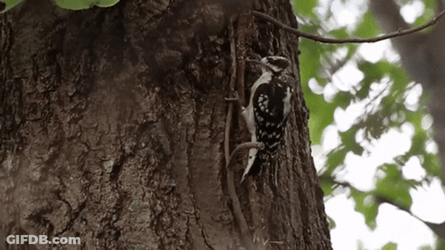 Woody Downy Woodpecker Laugh GIF