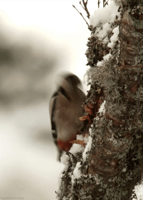 Woody Laugh Woodpecker Peck GIF