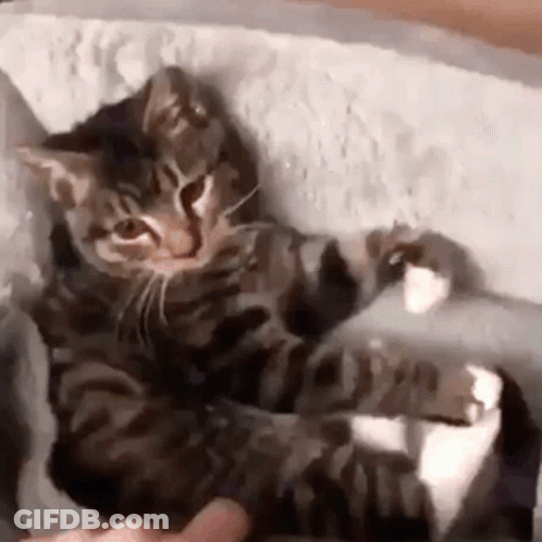 Woody Sitting In Green Car GIF