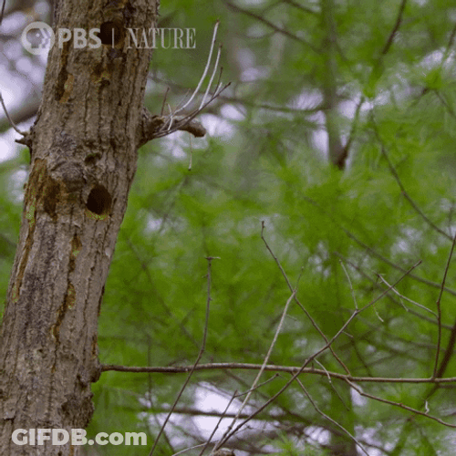 Woody Woodpecker Laugh A Bird In A Tree GIF