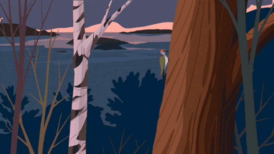 Woody Woodpecker Laugh Nature Animation GIF