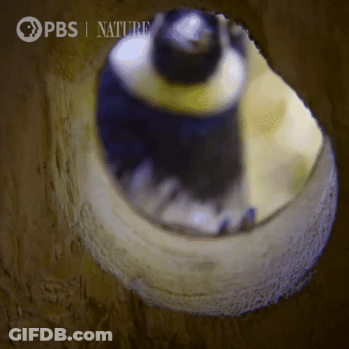 Woody Woodpecker Laugh Observing GIF