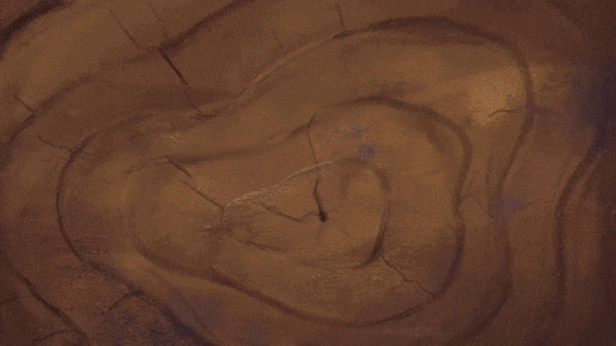 Woody Woodpecker Laugh Technicolor GIF