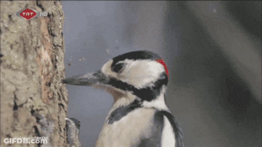 Woody Woodpecker Laugh Woodpecking GIF