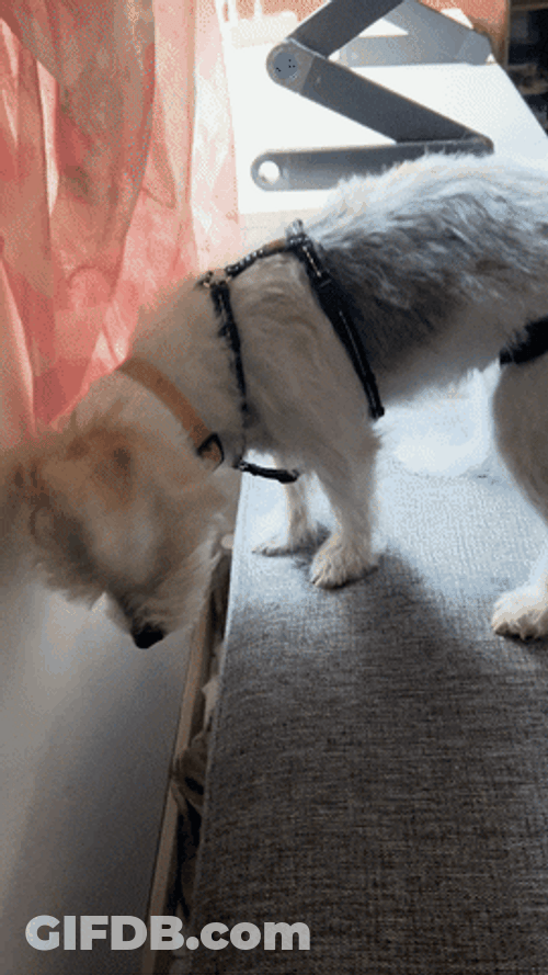 Woof Come Her Buddy GIF