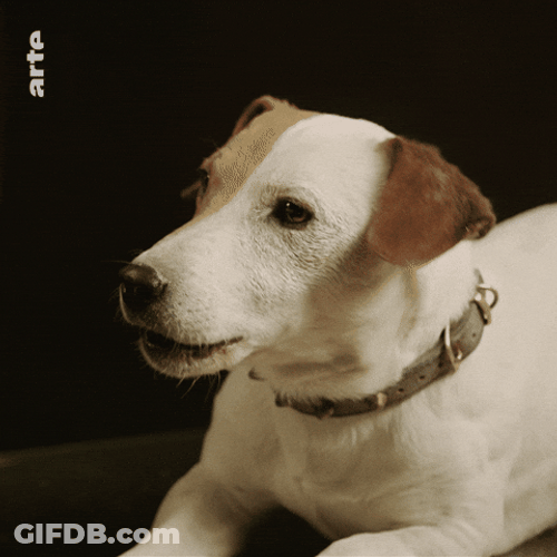 Woof Dog Bark GIF