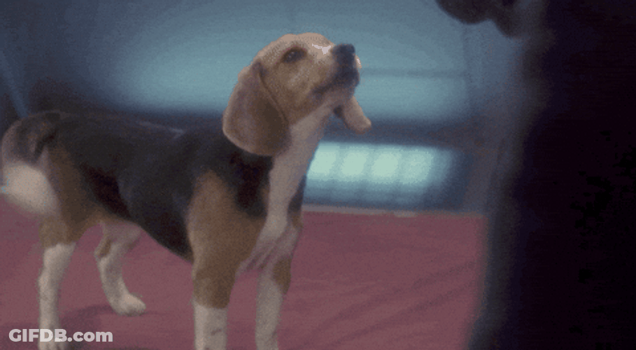 Woof Dog Train GIF