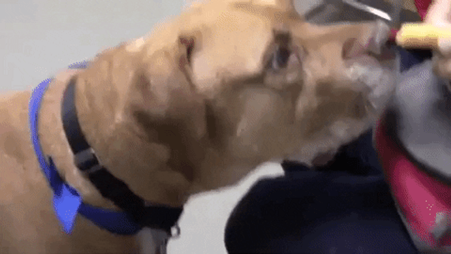 Woof Eating Dog GIF