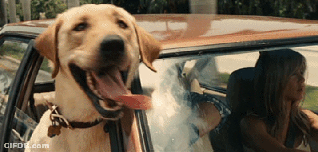 Woof Enjoying Dog GIF