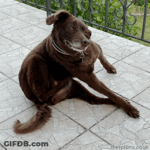 Woof Itchy Body GIF