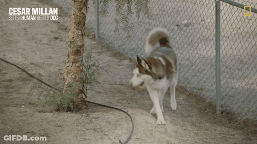 Woof Jumpy Jump GIF