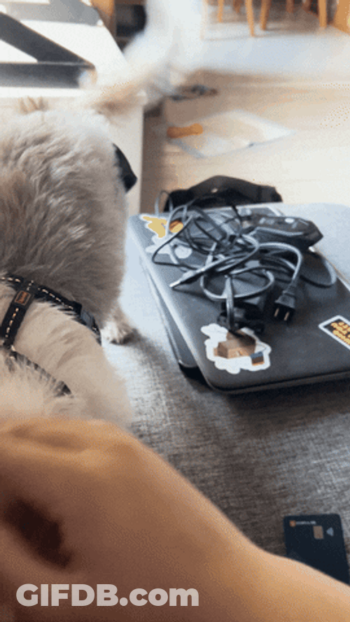 Woof Pet Me GIF