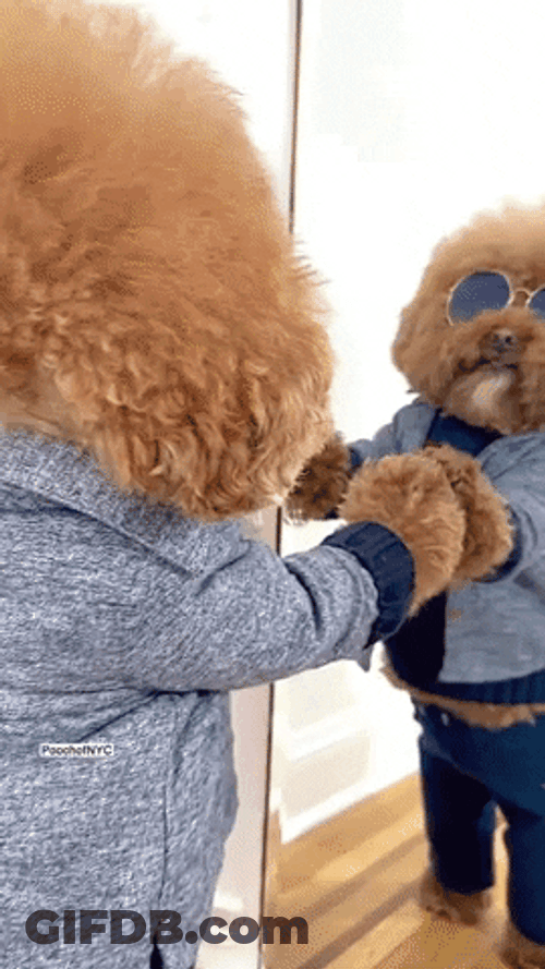 Woof Selfie Mirror GIF