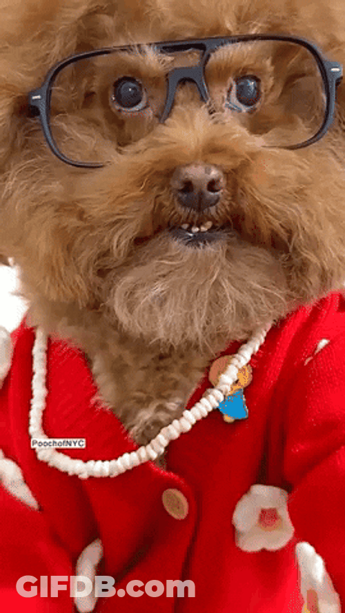 Woof Thinking Of You GIF