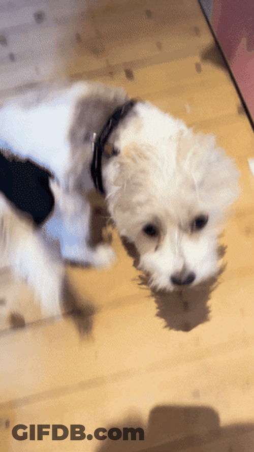 Woof Up Up Huma GIF