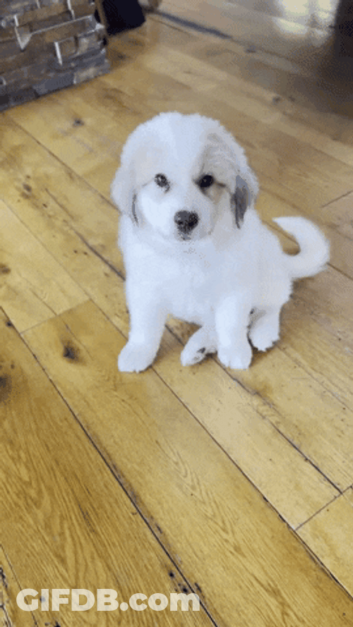 Woof White Dog GIF