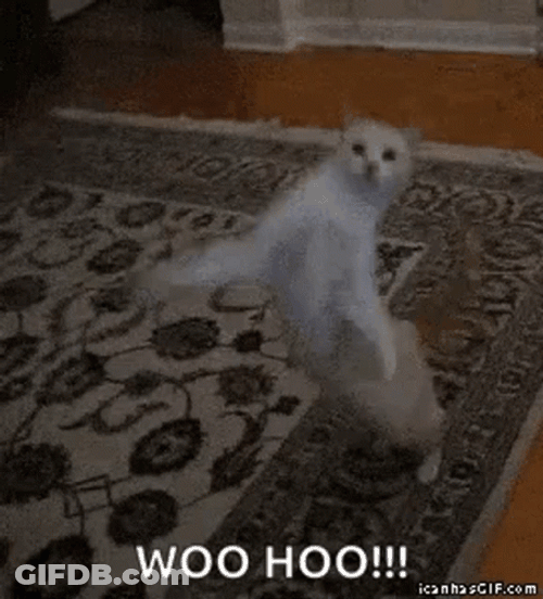 Woohoo Meme Weird Cat Dance GIF