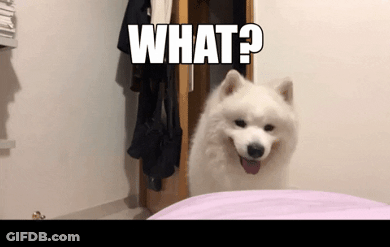 Woolly Samoyed Head Tilt GIF