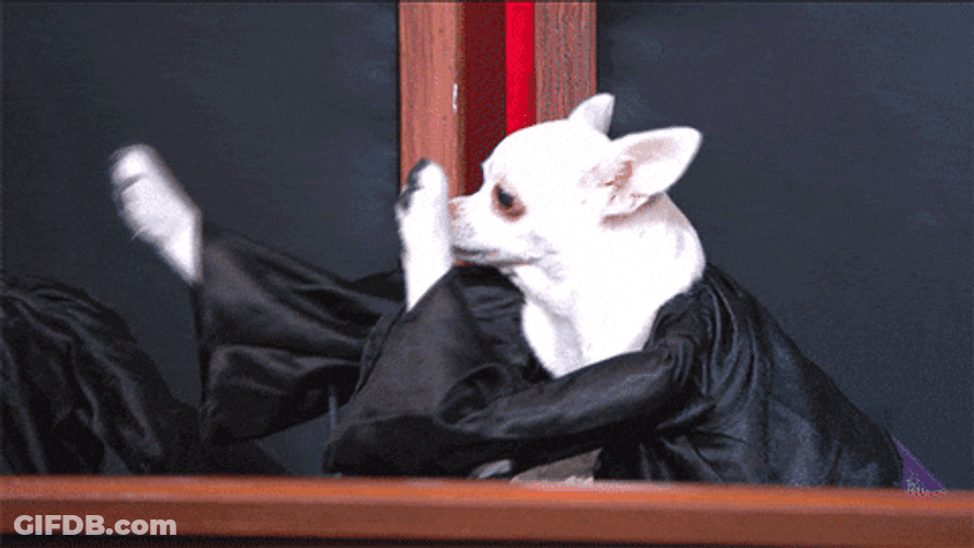 Woop Woop White Chihuahua Raising Its Paws GIF