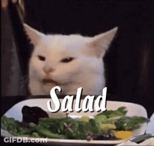 Word Salad White Cat Meme GIF
