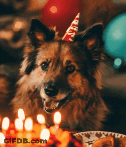 Wordle Birthday German Shepherd GIF