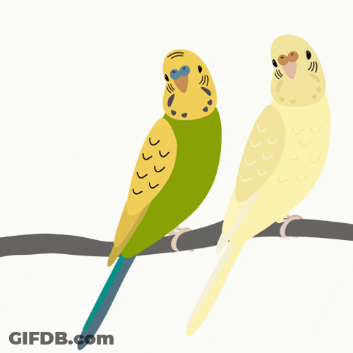 Wordle Birthday Love Birds GIF