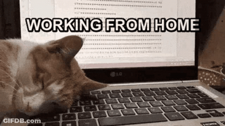 Work From Home Cat GIF