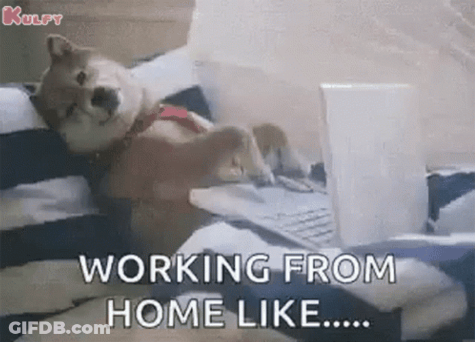 Work From Home Dog Be Like GIF
