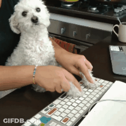 Work From Home Shih Tzu GIF
