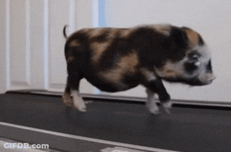 Work Out Little Pig GIF