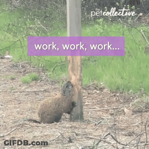 Working Beaver Snacking On Wood GIF