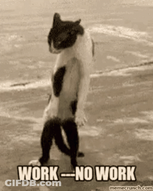 Working Cat Contemplating If Going To Work GIF