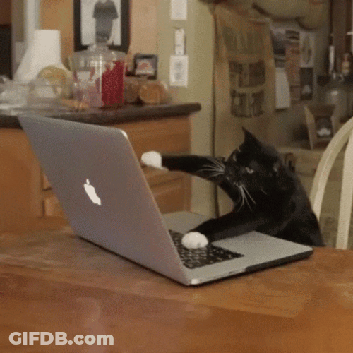 Working Hard Cute Cats Computer Typing GIF