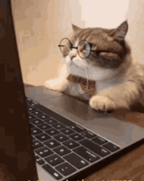 Working Nerd Cat GIF