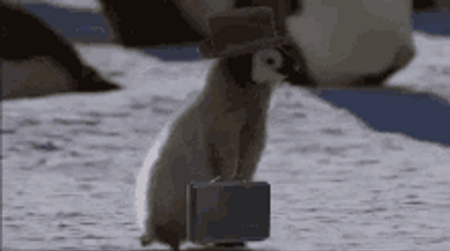 Working Penguin Walking Fast GIF