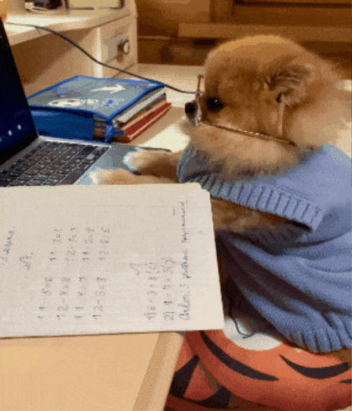 Working Pomeranian On Laptop GIF