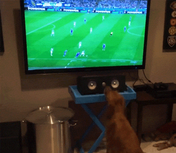 World Cup Dog GIF