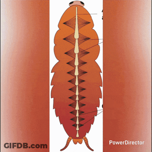 Worm Drawing Power Director GIF