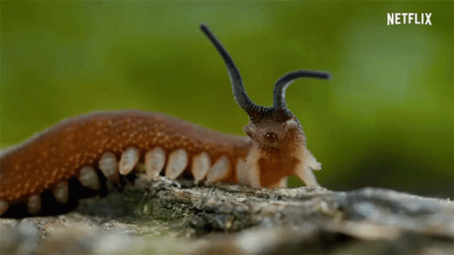 Worm Spitting GIF